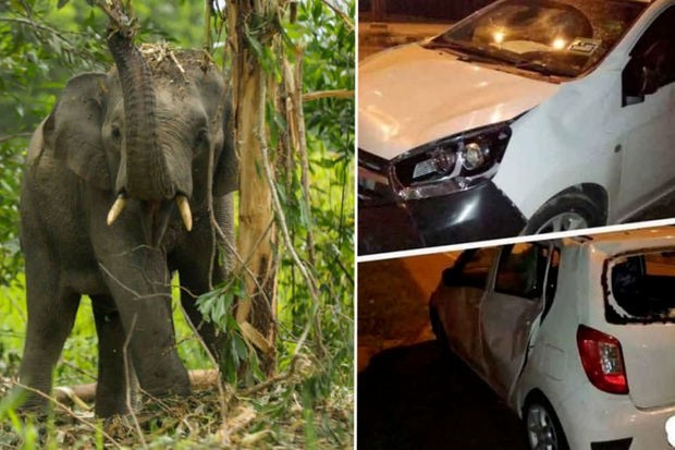 Malayziyada sürücü bala fili avtomobillə vurduğu üçün xortumlular maşını tapdalayıb
