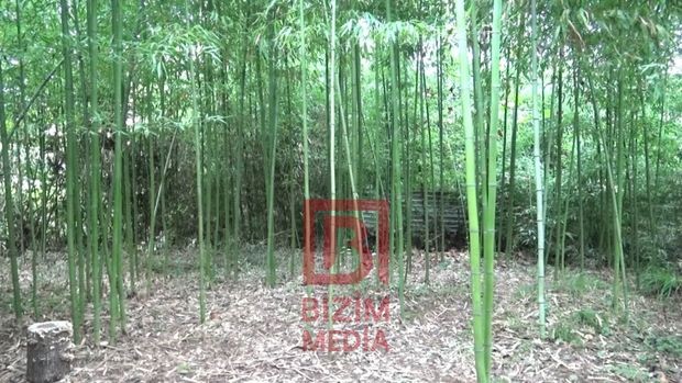 Cənub bölgəsində HİND CƏNGƏLLİYİ: Lənkəranın bambuk bağından FOTOREPORTAJ