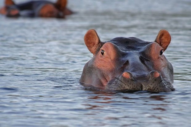 Hindistanda begemot zooparkın işçisini öldürüb - FOTO