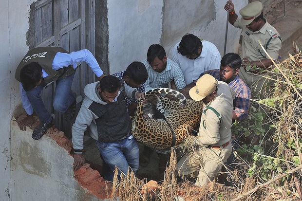 Hindistanda azı altı uşağı öldürən vəhşi heyvan tutuldu