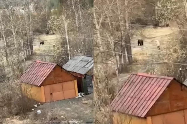 Rusiyada qadın qəzəbli ayını çubuqla qovdu