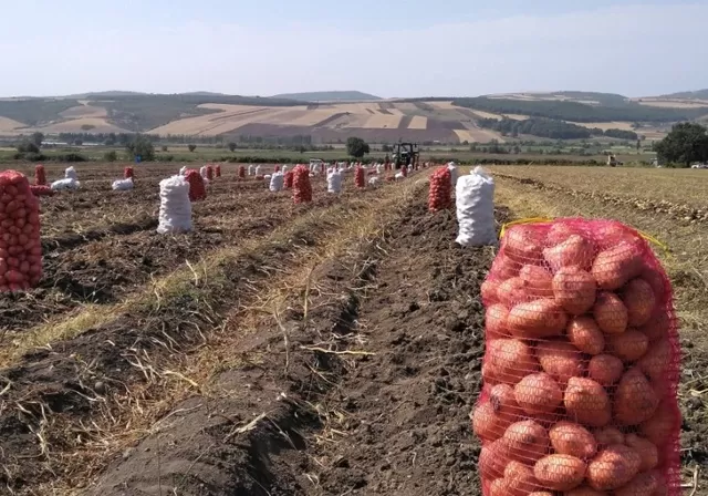 Kartof bazarı: Satıcı gülür, alıcı isə məyusdur - SƏBƏB + 