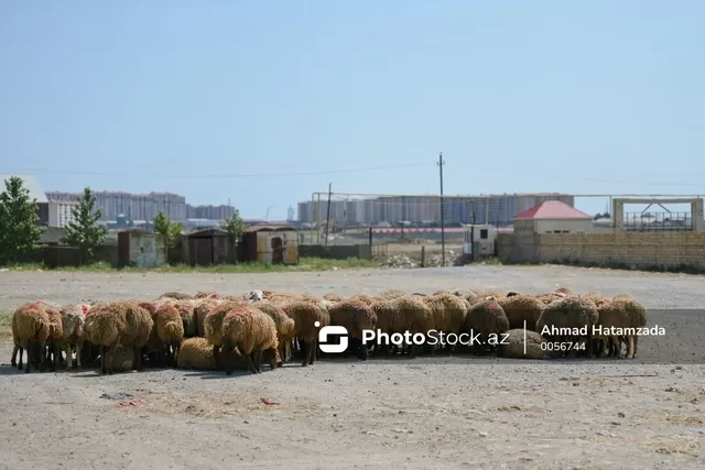 Qurban bayramı ərəfəsində ət bahalaşacaq?