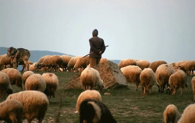 Oğuzda qoyunları otarmağa gedən çoban ölü tapıldı