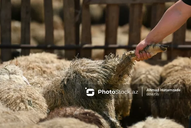 Türkiyədə bayram günü qurban kəsərkən 16 min insan xəsarət alıb