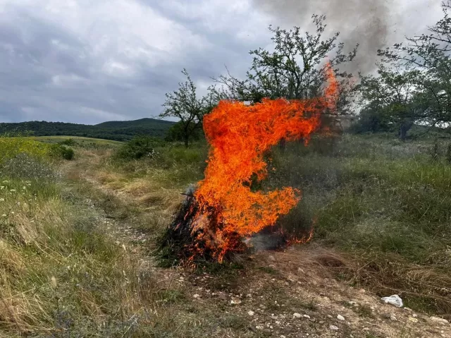 Xocavənddə bir tondan artıq yabanı çətənə bitkisi yandırılıb