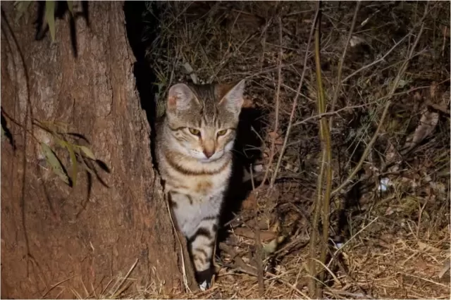 Yeni Zelandiyada uşaqlar arasında keçirilən pişik ovu yarışları etirazlara səbəb oldu