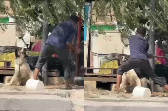Küçədə itə balta ilə işgəncə verən şəxs HƏBS OLUNDU