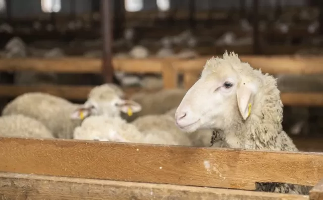 Restorandan xırdabuynuzlu heyvanlar oğurlayan iki nəfər saxlanıldılar