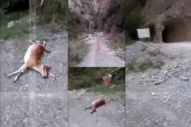 Kəlbəcərdə ovlanan dağ keçilərinin başları kəsilərək yola atılıb?