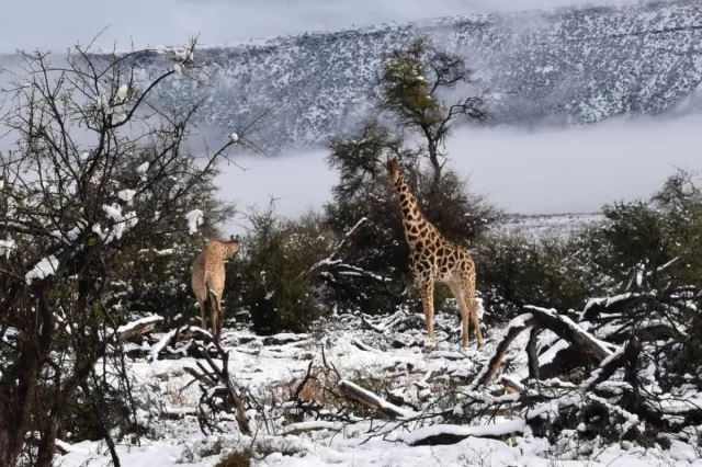 Afrikada kəskin istidən sonra şiddətli qar yağdı, dövlət sərhədi bağlandı