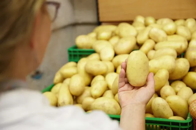 GMO kartofdan pendir hazırlayıb satışa çıxaracaqlar