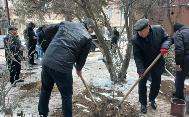 Binəqədidə ağac kəsintisinə görə Baş Prokurorluğa müraciət hazırlanır