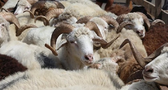 Kreditlə qurbanlıq heyvan almaq olarmı? - AÇIQLAMA