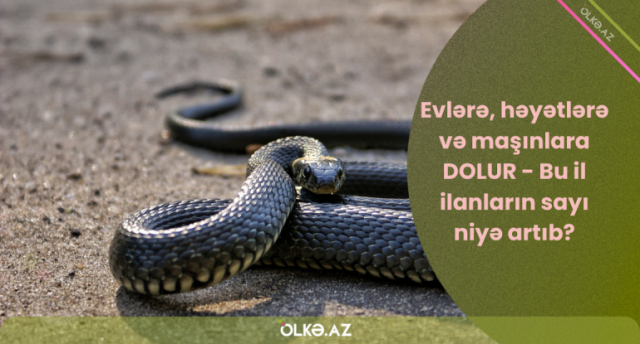 Evlərə, həyətlərə və maşınlara DOLUR - Bu il ilanların sayı niyə artıb?