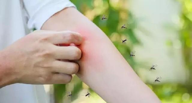 Yayda özünüzü həşəratlardan bu üsullarla qoruyun