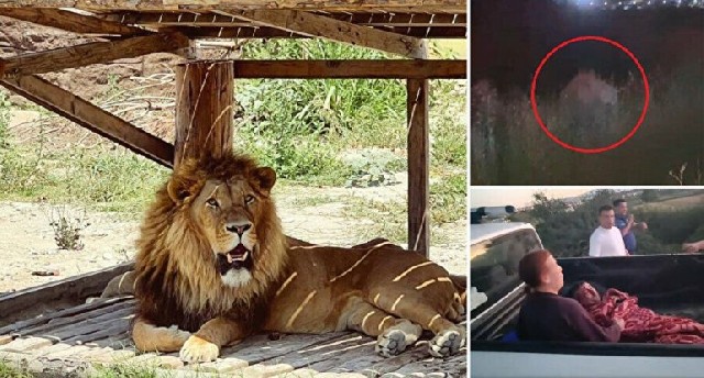 Antalyada şir zooparkdan qaçıb bir nəfəri yaraladı - Giriş-çıxış dayandırıldı