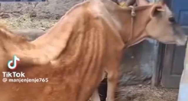 Agentlikdən xəstə heyvanlarla bağlı açıqlama