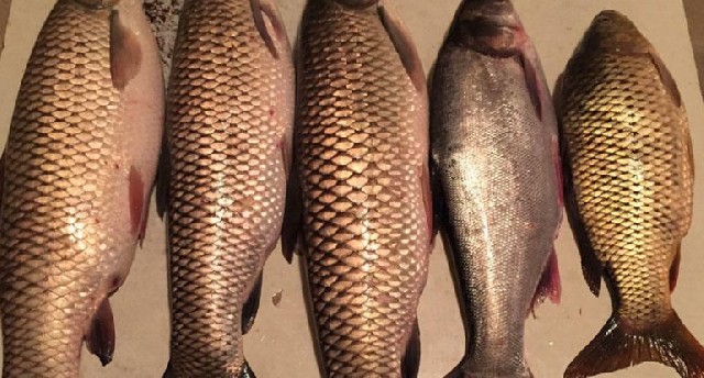 Bazarda qiymətlər bahalaşdı - Bu balığın kiloqramı 30 manata satılır